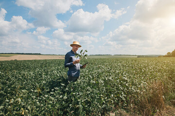 Farmer, agronomist in the soybean field. Controlling the growth of agricultural crops. Green soy...