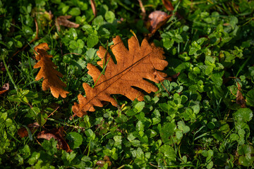 Autumn leaves on green grass. Yellow oak leaf with dew drops.