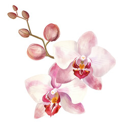 Pink orchid flowers. Tropical plants and flowers on a white background, jungle.
