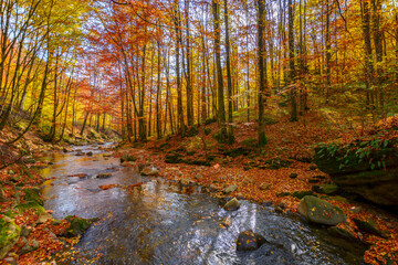 narrow mountain river runs through the beech forest. beautiful nature landscape in autumn. trees in...