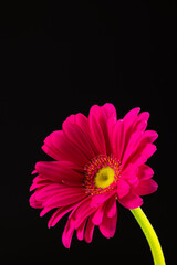 Vertical image of pink gerbera flower and copy space on black background