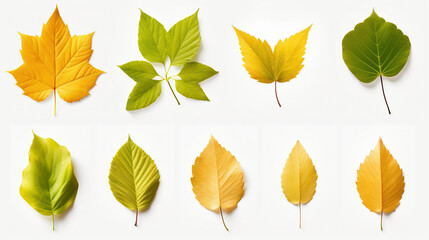 leaves, leaves set. Green flat icon. vector, Isolated on white