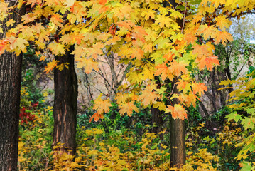 Obraz premium yellow foliage on the trees in autumn forest. beautiful nature background