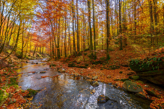 narrow mountain river runs through the beech forest. beautiful nature landscape in autumn. trees in fall colors on a sunny day
