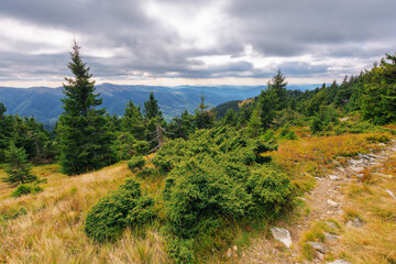 Fototapeta premium forested hills of carpathian mountains. spruce trees on the grassy slope. beautiful nature landscape on a cloudy day in early autumn