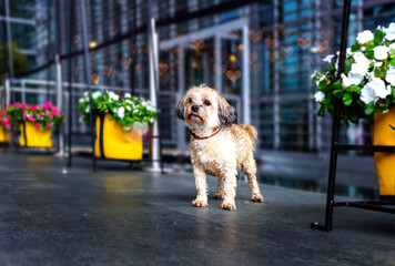 a small fluffy lap dog in an urban environment among flower pots against the backdrop of an industrial building