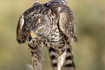 The Goshawk is one of the most beautiful birds of prey, this is a specimen used by a falconer