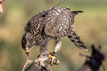 The Goshawk is one of the most beautiful birds of prey, this is a specimen used by a falconer