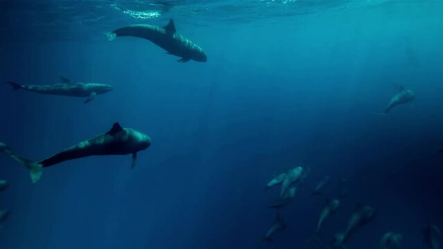 Diving below the surface of the Pacific Ocean to reveal a stunning scene of hundreds of toothed pilot whales swimming in clear deep blue water