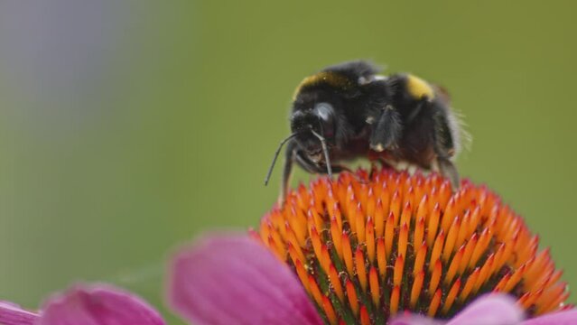 a bumble bee on an orange cone flower.