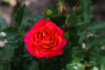 Flower of the climbing rose Antique in the garden in summer