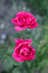 Young English roses by William Shakespeare in the garden in summer
