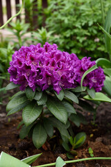 Obraz premium Purple flowers of the Rasputin rhododendron in the spring in the garden