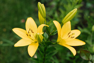 Fototapeta na wymiar Yellow lily flowers in the summer garden