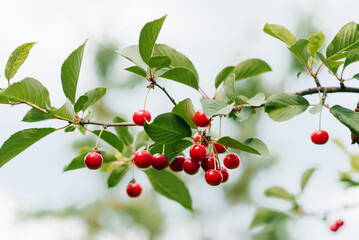Branch of ripe cherries on a tree in a garden