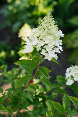 White hydrangea flowers Vanilla Frase in the garden in summer