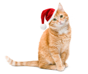 one ginger cat in a Christmas Santa Claus hat sits and looks at the camera, on a white isolated background