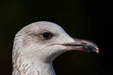 portrait of an amazing seagull with beautiful eyes