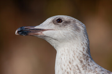 portrait of an amazing seagull with beautiful eyes