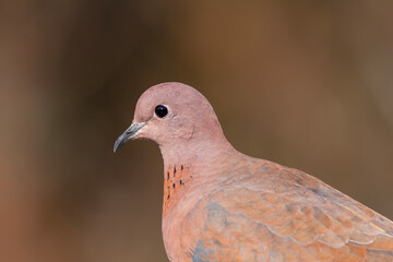 Laughing Dove (Streptopelia senegalensis) [Palm Dove]