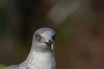 portrait of an amazing seagull with beautiful eyes