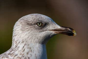 portrait of an amazing seagull with beautiful eyes