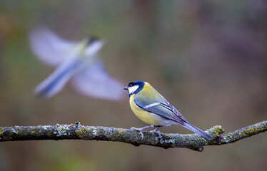 cute little bird in yellow black colors,Great Tit, Parus major