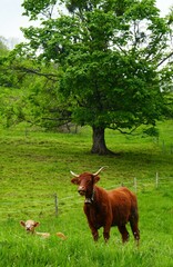Vaches dans la campagne
