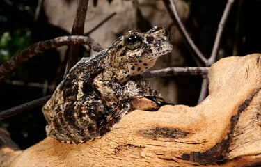 Marmorea frog, Marbled tree frog // Marmor-Laubfrosch (Dendropsophus marmoratus)