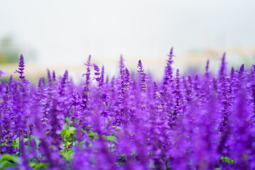 Lavender fields blooming under the cloudy sky of the rainy season.