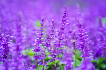 Obraz premium Lavender fields blooming under the cloudy sky of the rainy season.