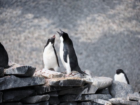 Adelie penguins communicating on rock, Antarctic Peninsula, Weddell Sea, Antarctica
