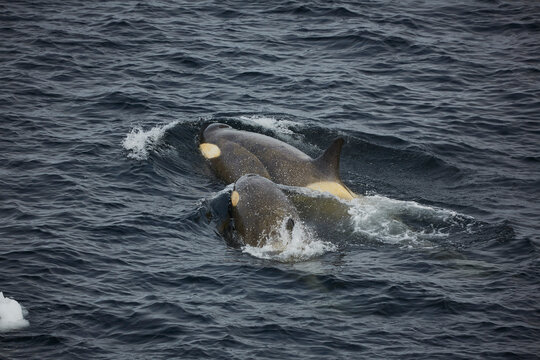 Orcas swimming off Antarctic Peninsula, Weddell Sea, Antarctica
