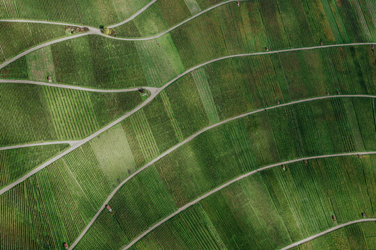 Aerial view rows of green vineyards forming landscape pattern, Kleinheppach, Germany
