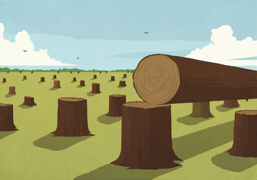 Cut log and tree stumps in sunny field

