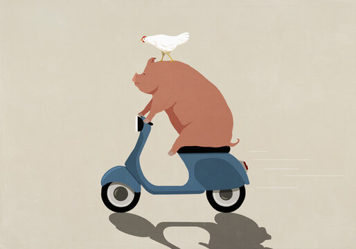 Rooster riding on top of pig on motor scooter
