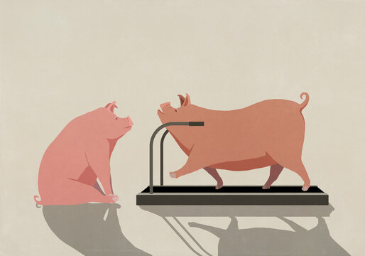 Pig sitting and watching pig exercising, walking on treadmill
