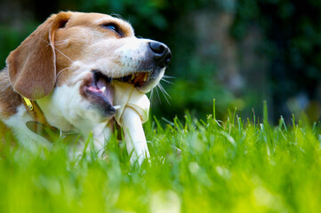 Close up of tricolor Beagle  hound dog chewing bone
