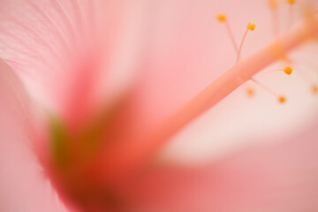 Close up of Pink and yellow Hibiscus
