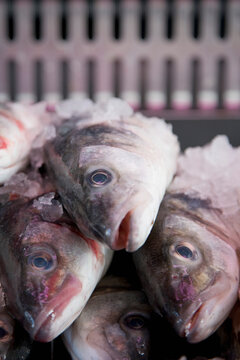 Close up of fish covered with ice
