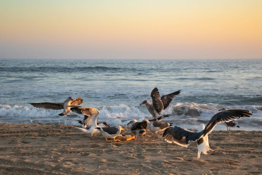 Seagulls eating cheese and crackers at the beach, horizontal