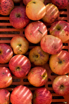 Extreme close up of red apples laid out on a crate
