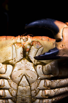 Extreme close up of crab and claw
