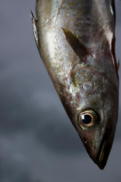 Close up of a Pollack fish
