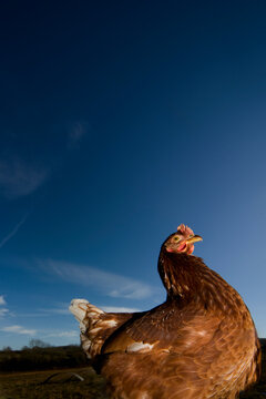 Chicken roaming outside
