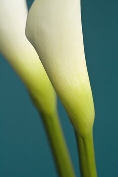 Arum lily on blue background
