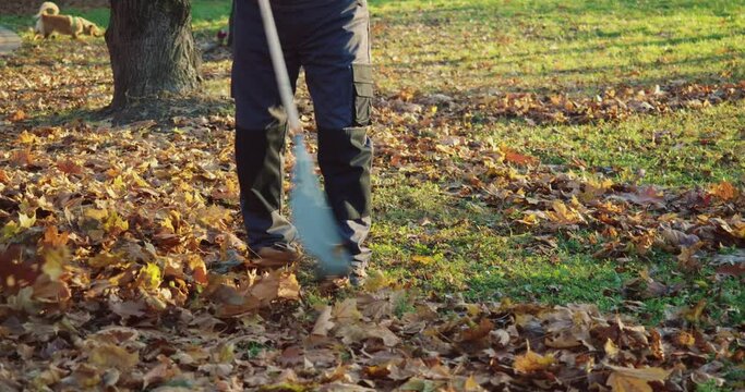 Caucasian janitor in working uniform and gloves raking dry fall foliage at city park. Autumn garden works. Close up. 