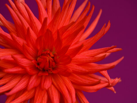 Fototapeta Close up of red dahlia 