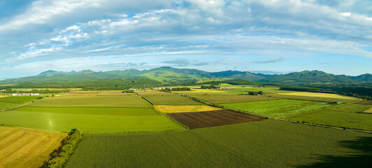 Fototapeta premium Unplanted plowed field amid green rice in Hokkaido summer landscape