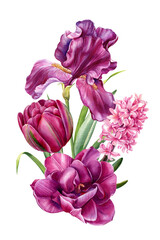 Beautifu pinkl flowers on isolated white background, iris, tulip, hyacinth, green leaves, watercolor botanical bouquet